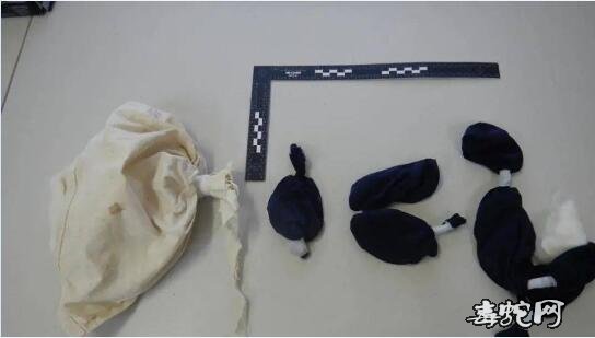 电饭锅藏大批蜥蜴!潍州华人非法藏运大批蜥蜴到中国被抓!
