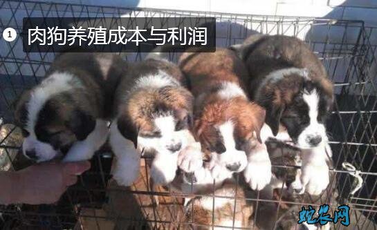 肉狗养殖成本图片