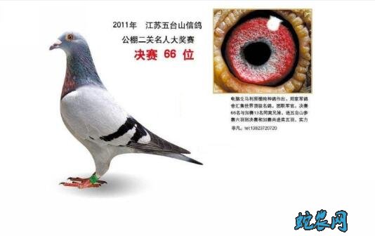 2020年7月26日信鸽价格行情、今日信鸽多少钱一只？