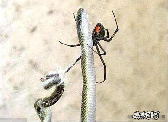 蜘蛛吸蛇的血！小蜘蛛捕杀毒蛇让人很难想象！