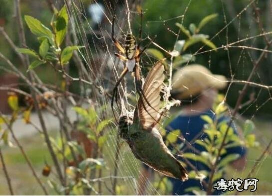 蜘蛛吸蛇的血!小蜘蛛捕杀毒蛇让人很难想象!