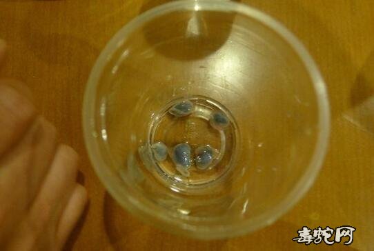 生吃蛇胆20年后!十七年前生吃过蛇胆怎么办?