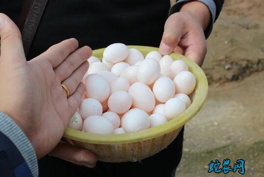 2020年7月27日鸽子蛋价格行情、今日鸽子蛋多少钱一个？