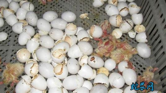2020年7月27日种鸽蛋价格行情、今日种鸽蛋多少钱一个？