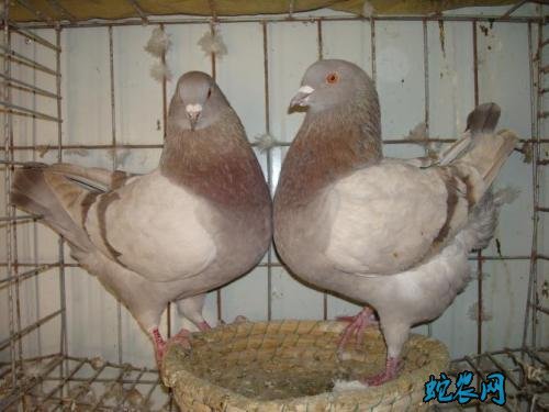 2020年7月27日银羽王鸽子蛋价格行情、今日银羽王鸽子蛋多少钱一个?