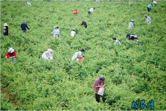 金银花的种植方法和注意事项图片