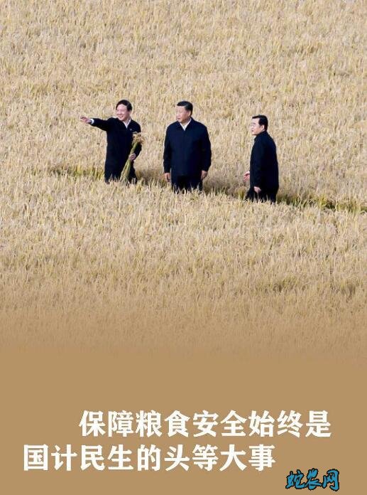 习近平食为政首:稳住农业基本盘增添发展底气!