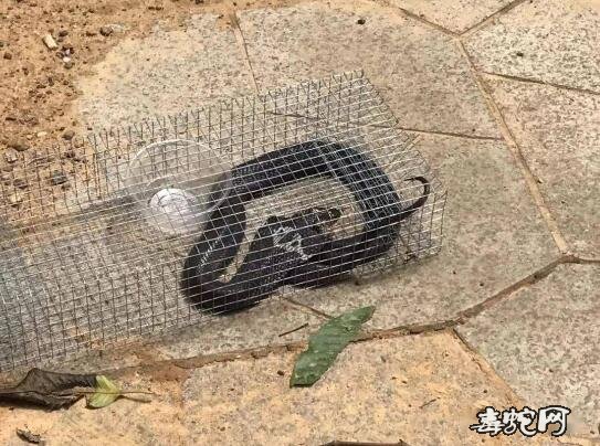 南宁一小区抓住眼镜蛇!专业人员提醒还有毒蛇需注意!