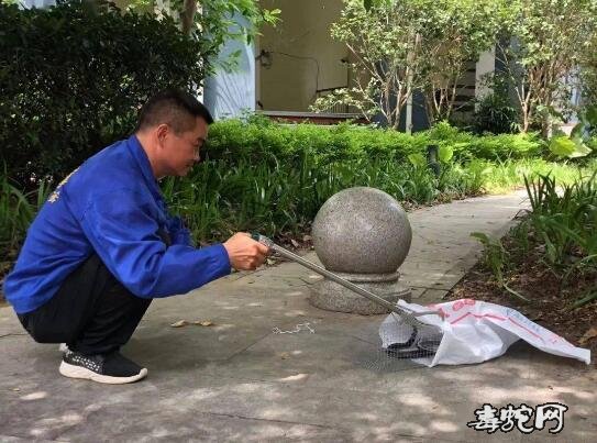南宁一小区抓住眼镜蛇!专业人员提醒还有毒蛇需注意!