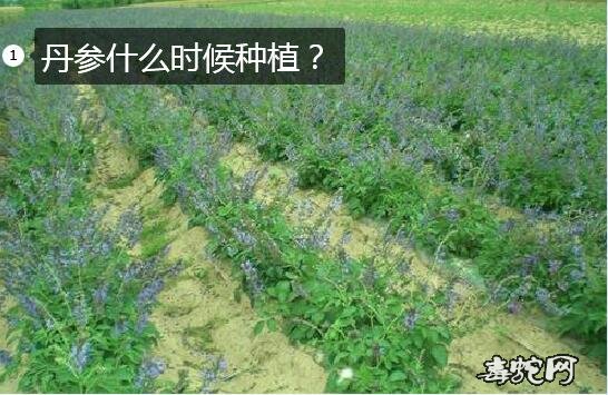 丹参什么时候种植图片