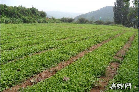 丹参什么时候种植图片