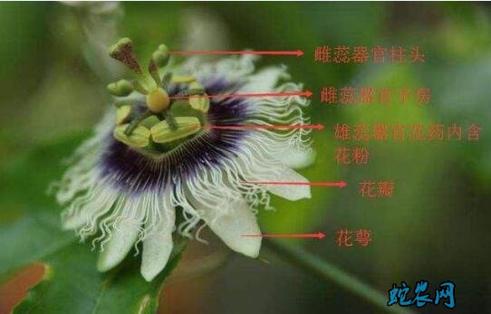 怎么种百香果图片