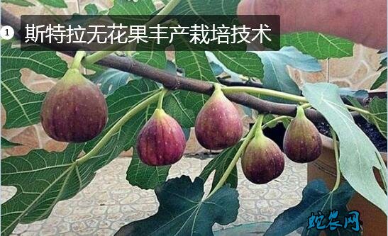 怎样种植无花果图片