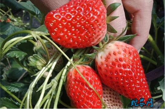 草莓的种植方法图片