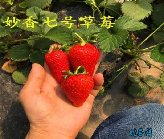 草莓的种植方法图片