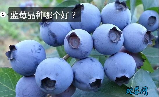 蓝莓品种哪个好图片