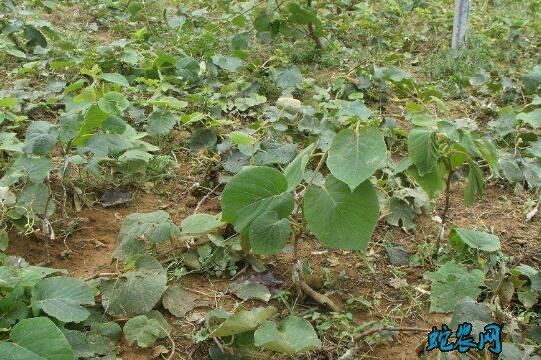 猕猴桃种植条件图片