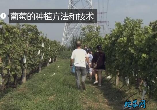 葡萄的种植方法和技术图片