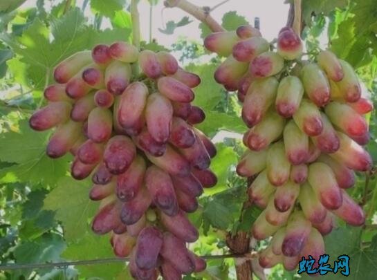 葡萄的種植方法和技術圖片