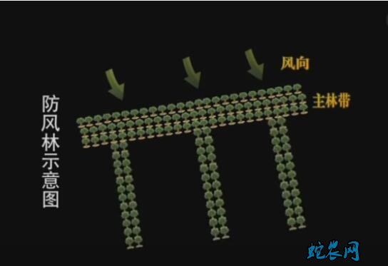 葡萄的种植方法和技术图片