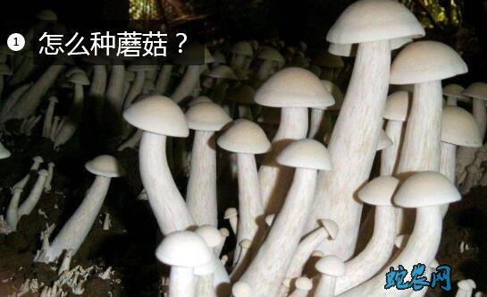 怎么种蘑菇图片