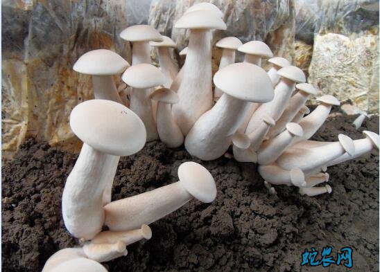 怎么种蘑菇图片