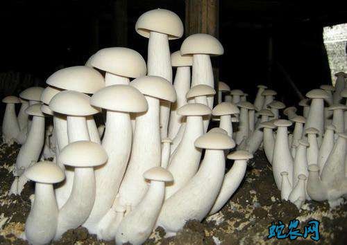 怎么种蘑菇图片