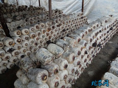 平菇种植方法图片
