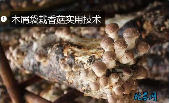 香菇种植方法图片