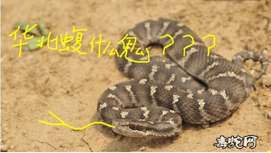 野外怎么防治毒蛇咬伤?关于蛇的系统分类!