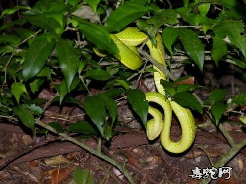 为什么蛇不能随便养图片