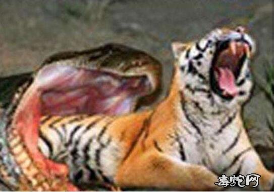 老虎vs蟒蛇图片
