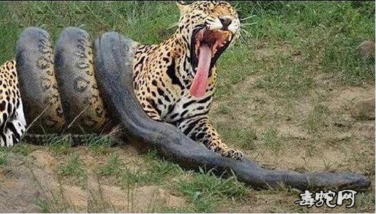 老虎vs蟒蛇图片