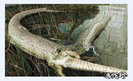 蟒蛇吞鳄鱼致肚子爆裂图片