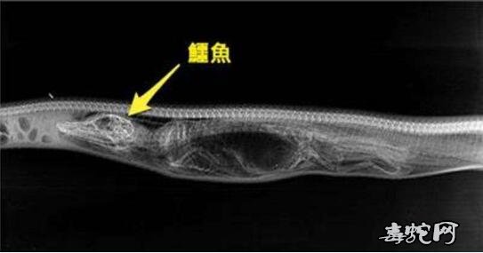 蟒蛇吞鳄鱼致肚子爆裂图片