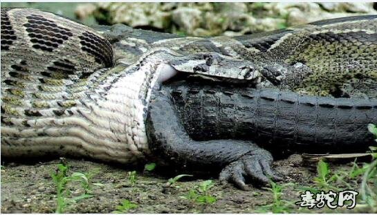 蟒蛇吞鳄鱼致肚子爆裂图片
