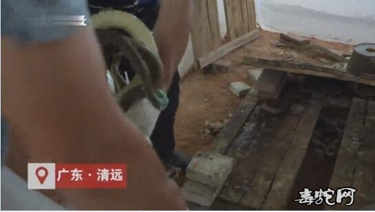 广东养蛇户现状、蛇类停售多月后!