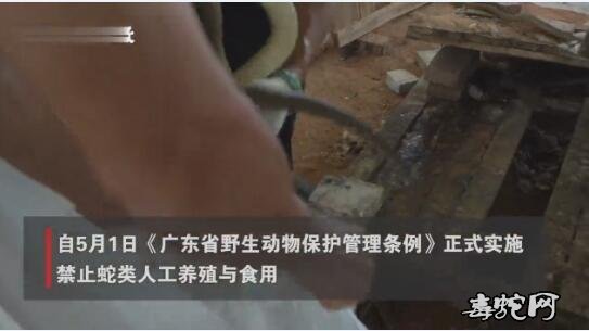 广东养蛇户现状、蛇类停售多月后!