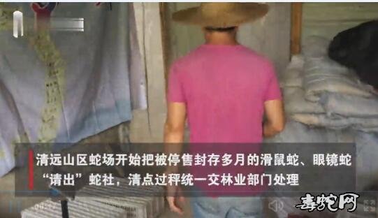 广东养蛇户现状、蛇类停售多月后!