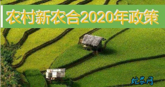 农村新农合2020年政策