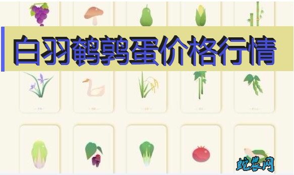 2020年8月4日白羽鹌鹑蛋价格行情、今日白羽鹌鹑蛋多少钱一斤?