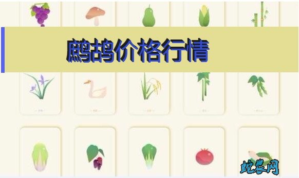 2020年8月4日鹧鸪价格行情、今日鹧鸪多少钱一只?