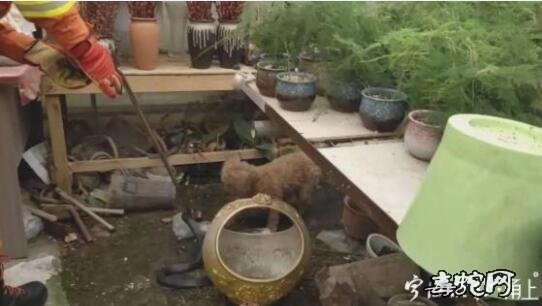 宁波女子整理花草时宠物狗一直狂叫!原来是一条眼镜蛇!