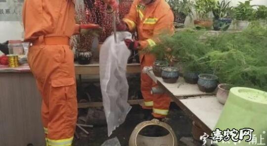 宁波女子整理花草时宠物狗一直狂叫!原来是一条眼镜蛇!