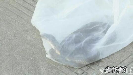 宁波女子整理花草时宠物狗一直狂叫!原来是一条眼镜蛇!