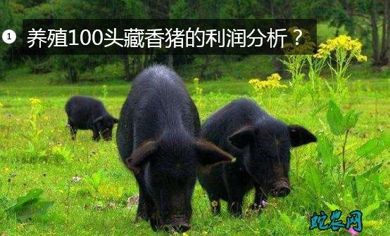 藏香猪养殖图片