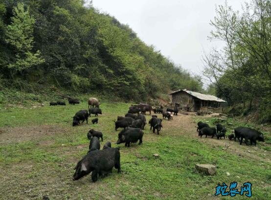 藏香猪养殖图片