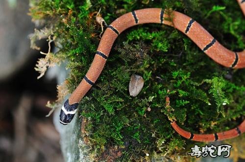 福建华珊瑚蛇图片