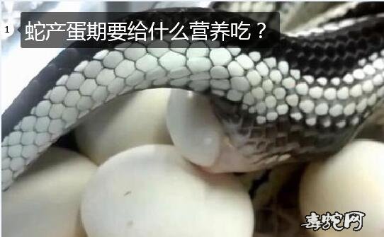 蛇产蛋期要给什么营养吃图片