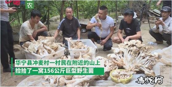 世界上最大的野生菌!云南村民捡到312斤巨型野生菌!